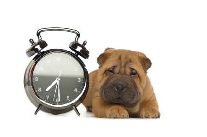 dog and clock