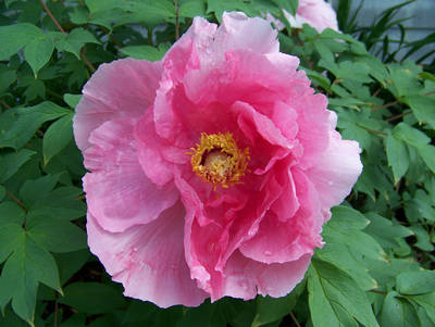 peony