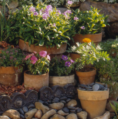 plants