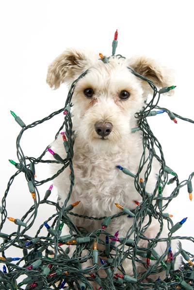 pup with lights small