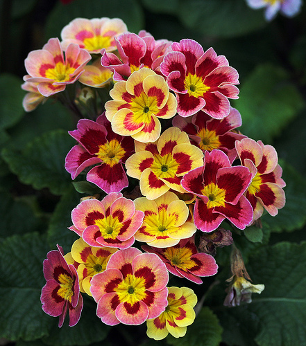 flowers